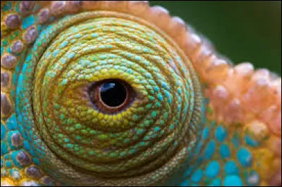 Quelle est la particularit&eacute; des yeux du cam&eacute;l&eacute;on ?