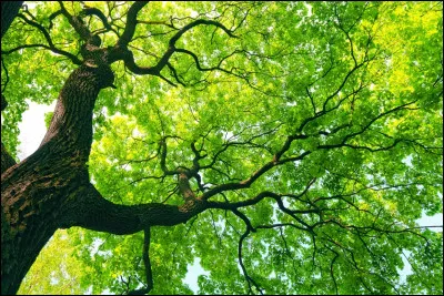 Vrai ou faux il y a environ 400 arbres pour chaque &ecirc;tre humain sur la plan&egrave;te.
