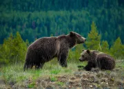 Test Quel type d'ours es-tu ?