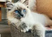Quiz Vrai ou faux : Les chats !