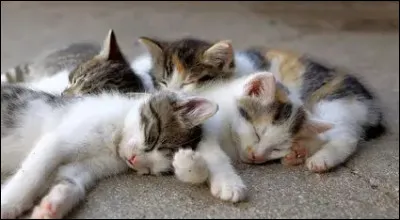 Les chats ne poss&egrave;de que 5 sens.