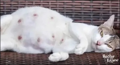 Le temps de gestation chez la chatte est d'environ quatre mois.