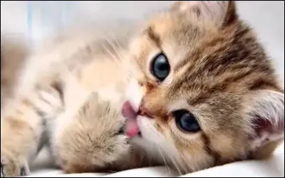 Un chaton en bonne sant&eacute; a un petit ventre dodu.