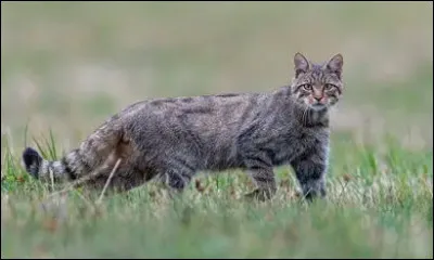 Dans la nature, le territoire d'un chat est divis&eacute; en trois espaces distincts.