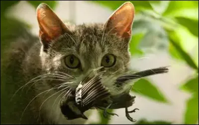 Le chat attrape en moyenne trois oiseaux sur cinq.