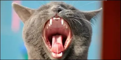Le chat poss&egrave;de trente dents.