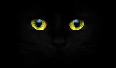 Les chats peuvent voir dans le noir complet.