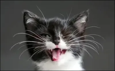 Les poils des oreilles, sur la t&ecirc;te et les moustaches s'appellent les "vibrisses".