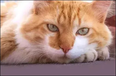 Le chat est omnivore.