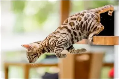 Les chats ont un r&eacute;flexe de redressement qui leur permet de retomber sur leurs pattes la plupart du temps.
