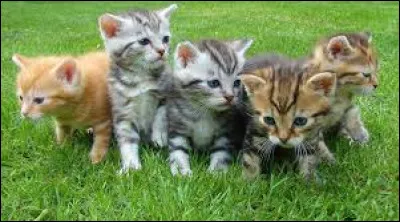 Souhaites-tu avoir des chatons ?