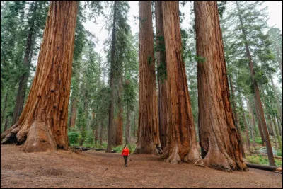 Quel parc national de Californie est connu pour ses s&eacute;quoias g&eacute;ants ?