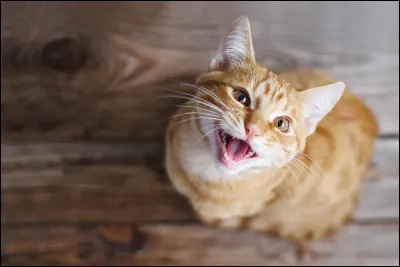 Bravo d'&ecirc;tre arriv&eacute; jusque l&agrave; ! On passe &agrave; une autre maladie. C'est une des plus graves que l'on d&eacute;plore chez nos amis les chats, si ce n'est la plus grave... Oui, on va parler de la leuc&eacute;mie virale f&eacute;line.Cette fois, on va commencer par les sympt&ocirc;mes. Lesquels sont ceux de la leuc&eacute;mie ?