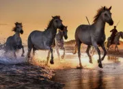 Quiz Les races de chevaux !