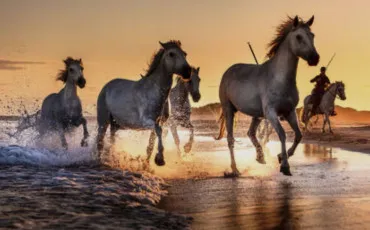 Quiz Chevaux