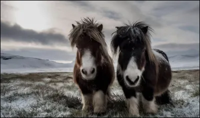 Quelle est cette race ?