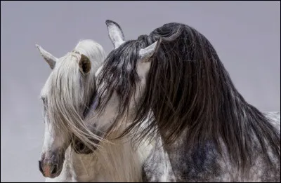 Quelle est cette race ?