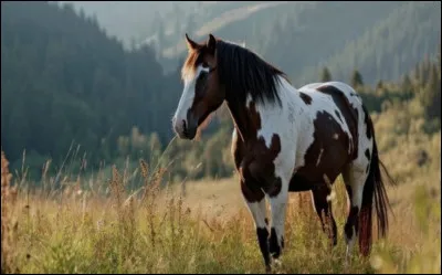 Quelle est cette race ?