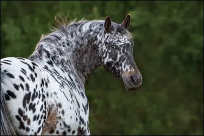 Quelle est cette race ?