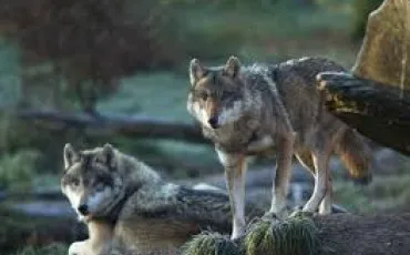 Quiz Loups
