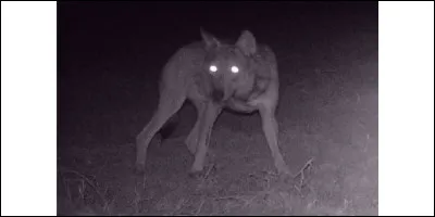 Quelle structure dans les yeux des loups leur permet de mieux voir la nuit ?