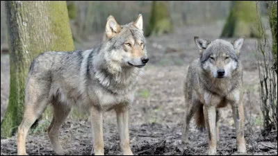 Quelle est la long&eacute;vit&eacute; moyenne d’un loup ?