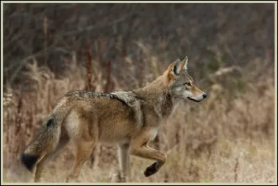 Quelle superficie peut couvrir le territoire d’une meute de loups ?