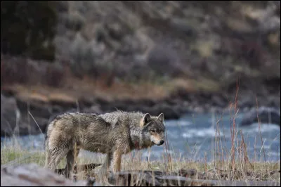 Quel est le secret du loup du Tibet pour vivre tr&egrave;s haut en montagne ?