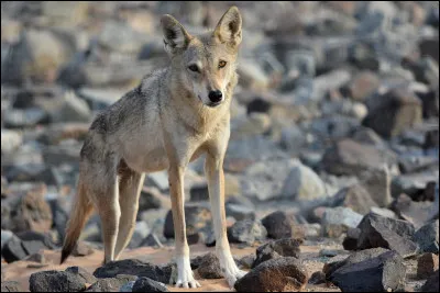 Pourquoi le loup d'Arabie a-t-il de tr&egrave;s grandes oreilles ?