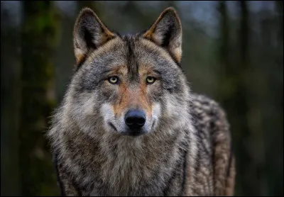 &Agrave; quelle famille zoologique appartiennent les loups ?
