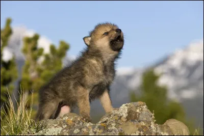 Et les b&eacute;b&eacute;s du loup, comment les appelle-t-on ?