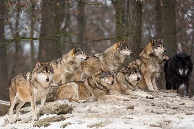 Quel est le mode de vie des loups ?
