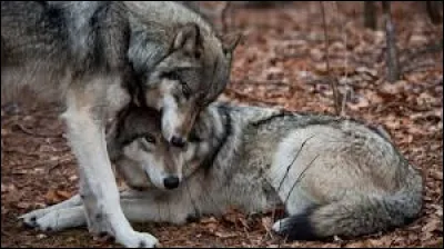 Comment appelle-t-on le couple dominant qui r&egrave;gne sur une meute de loup ?