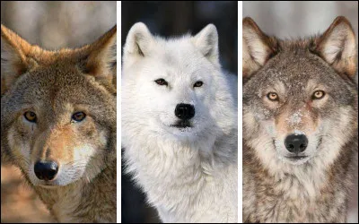 Combien y a-t-il de sous-esp&egrave;ces chez le loup ?