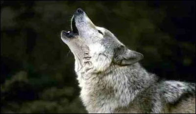 Pourquoi les loups hurlent-ils ?