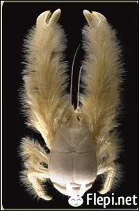 Comment se nomme cet animal ?