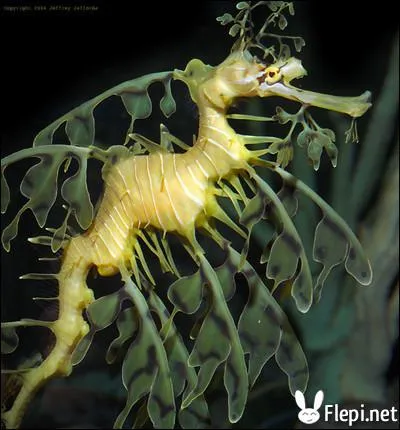 Comment se nomme cet animal ?