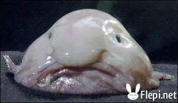 Comment se nomme cet animal ?