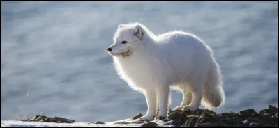 Je vous pr&eacute;sente l'isatis, animal vivant dans le cercle arctique. Sous quel autre nom est-il connu ?