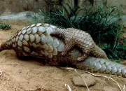 Quiz Identifiez l'animal