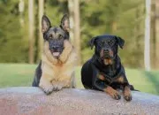 Test Quelle race de chien allemande est faite pour toi ?