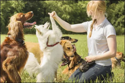 Quel genre de chien pr&eacute;f&egrave;res-tu ?
