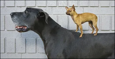 Quelle taille aimes-tu chez les chiens ?