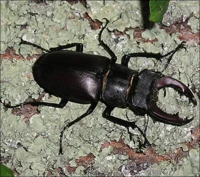 Quel est le vrai nom de cet insecte gnralement surnomm 'cerf-volant' ?