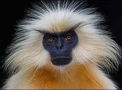 Quel singe est sacr en Inde ?