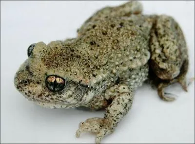 Pourquoi le crapaud accoucheur est-il appel ainsi ?