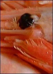 Quel crustac marin a une carapace, dix pattes et deux pinces ?