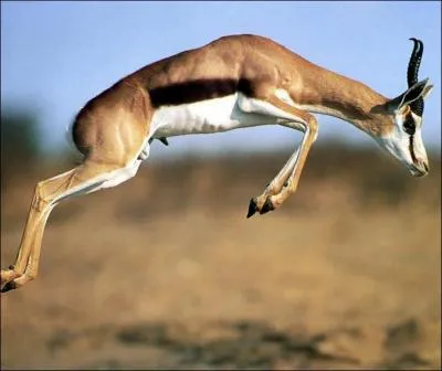 Comment distingue-t-on l'antilope de la gazelle ?