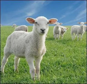Dans quels pays sont apparus les premiers levages de chvres et de moutons ?