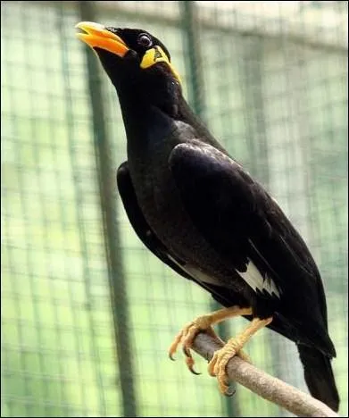 Quelle est la particularit du mainate ?